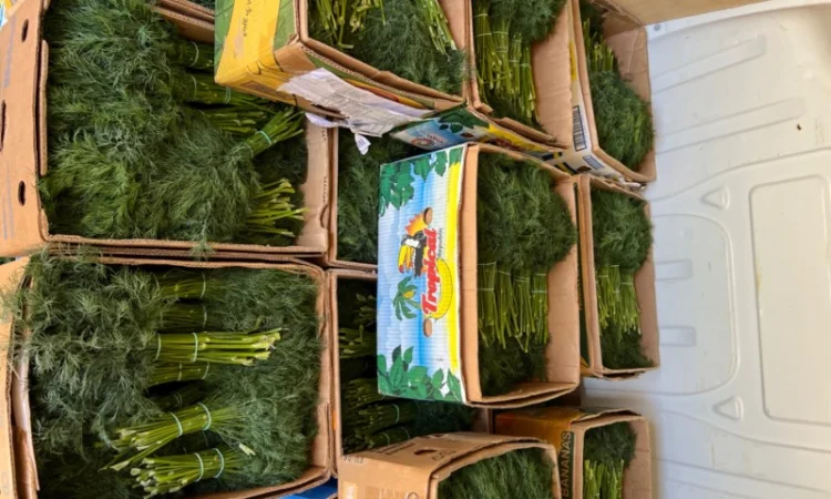 Продаю укроп відмінної якості - фото № 3