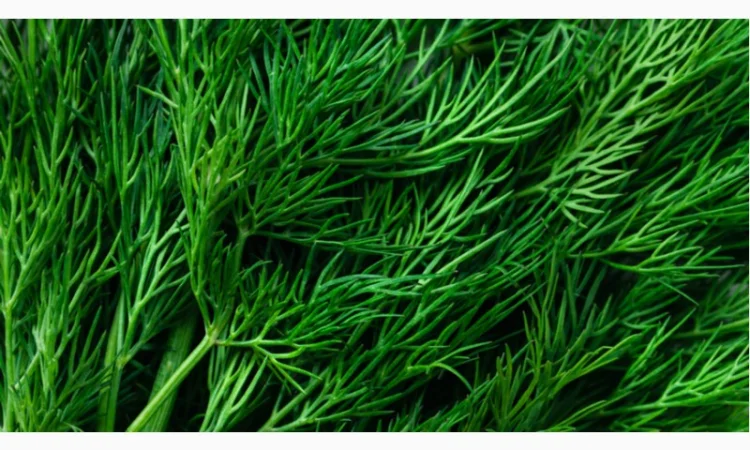 Закупівля кріпа оптом у Києві - фото № 1