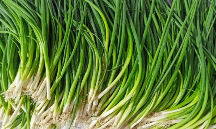 Закупка зеленой луковицы оптом в Киеве - фото № 1