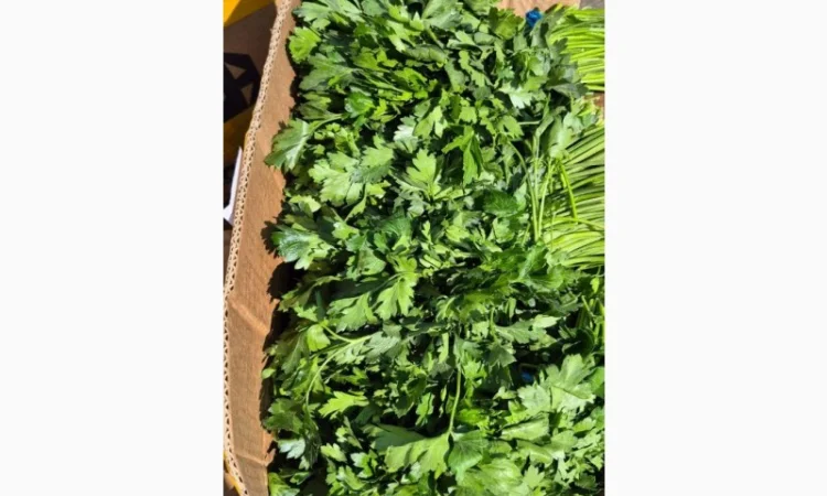 Продаж зелені та овочів - фото № 1