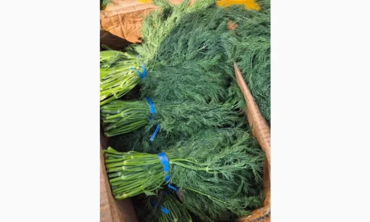 Продаж зелені та овочів - фото № 2