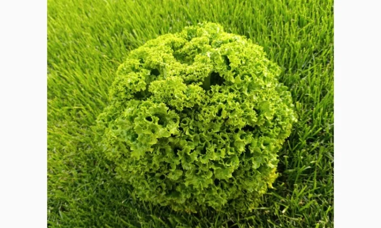 Продам салат - фото № 4