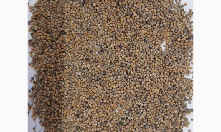 Гірчиця (не кондиція) для продажи - фото № 1