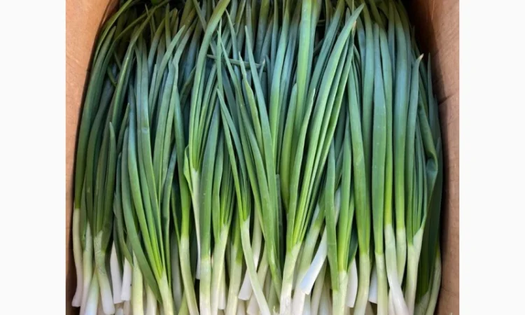 Продажа зеленой цибулі (перо) с договорной ценой - фото № 2