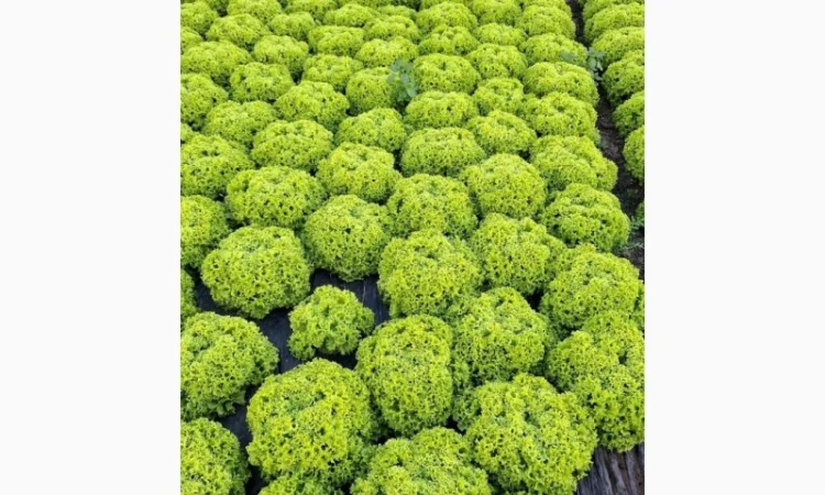 Продаж салату Лолки та іншої зелені - фото № 1