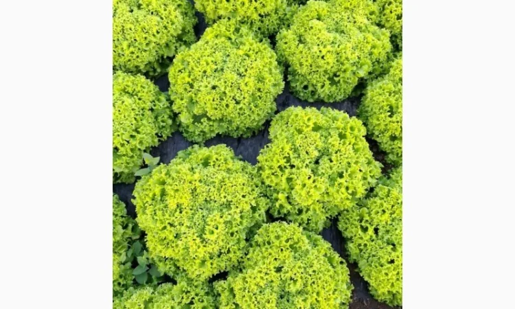 Продаж салату Лолки та іншої зелені - фото № 2