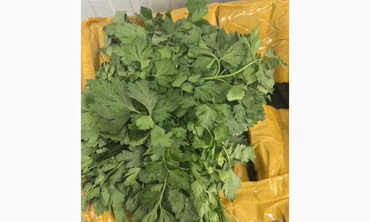 Кріп та петрушка оптом - фото № 1