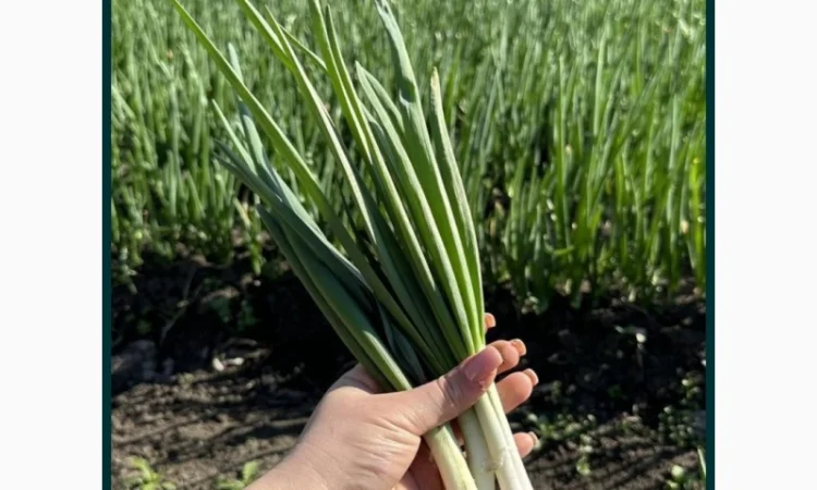 Продаю зеленую цибулю сорта Штутгарт - фото № 1