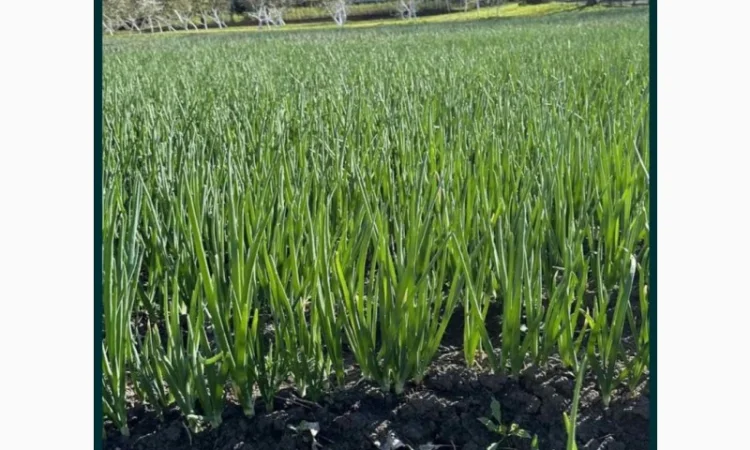 Продаю зеленую цибулю сорта Штутгарт - фото № 2