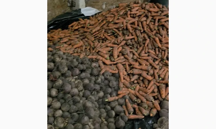 Куплю буряк сорт скарлет - фото № 1