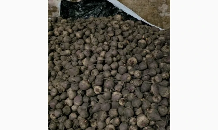 Куплю буряк сорт скарлет - фото № 2