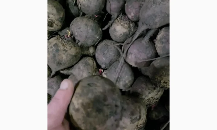 Куплю буряк сорт скарлет - фото № 3