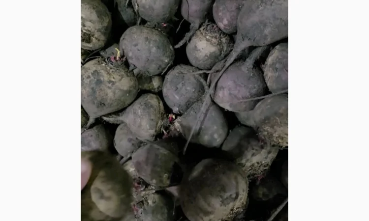 Куплю буряк сорт скарлет - фото № 4