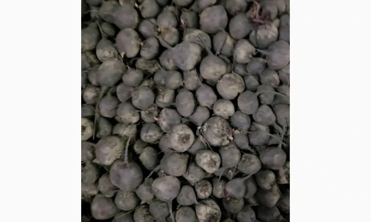 Куплю буряк сорт скарлет - фото № 5