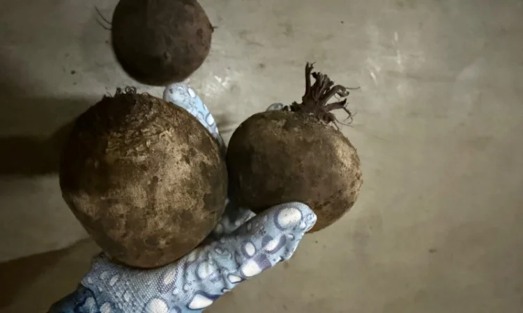 Буряк сорт Roditi на продажу - фото № 2