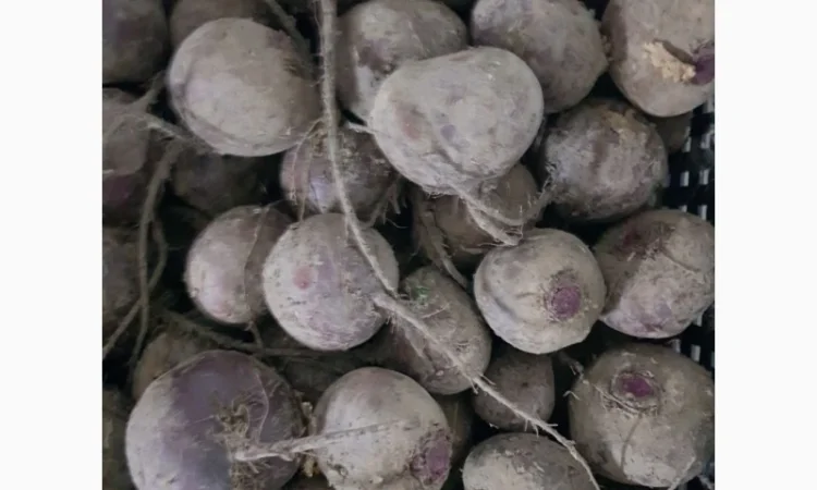 Буряк від фермерського господарства - фото № 1