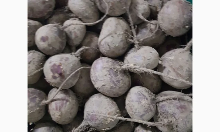 Буряк від фермерського господарства - фото № 2