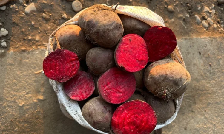 Продаж столового буряка Зеппо - фото № 1