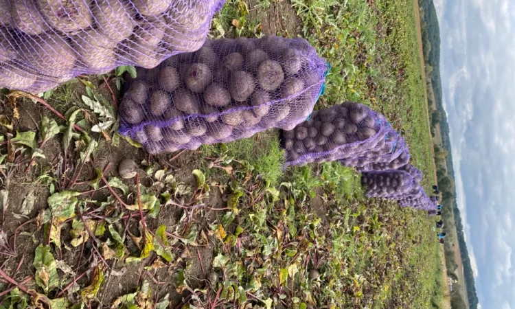 Продаж столового буряка Зеппо - фото № 2