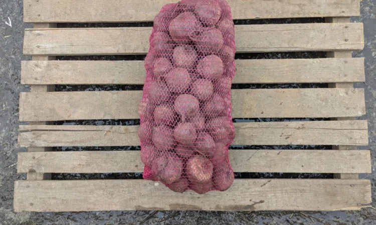 Продаж столового буряка діаметром 6-8 см - фото № 1