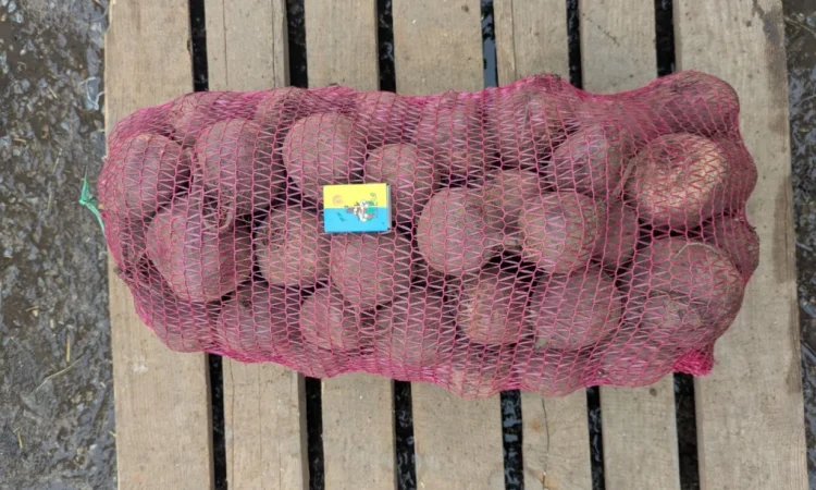 Продаж столового буряка діаметром 6-8 см - фото № 2