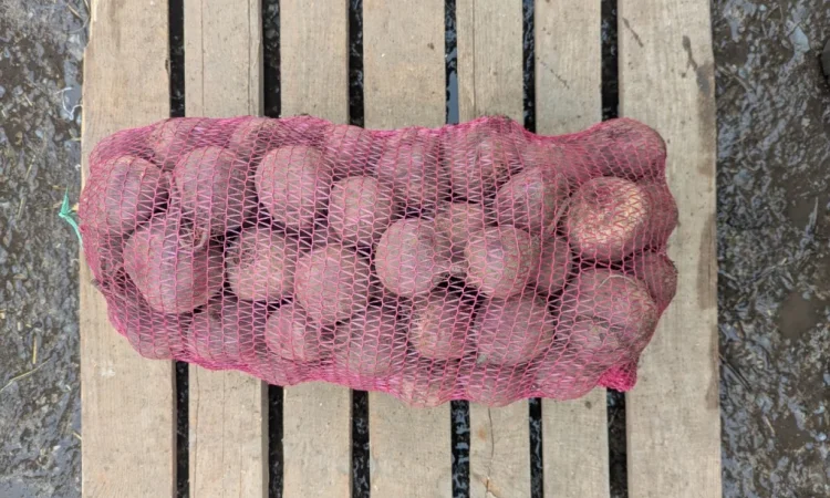 Продаж столового буряка діаметром 6-8 см - фото № 3