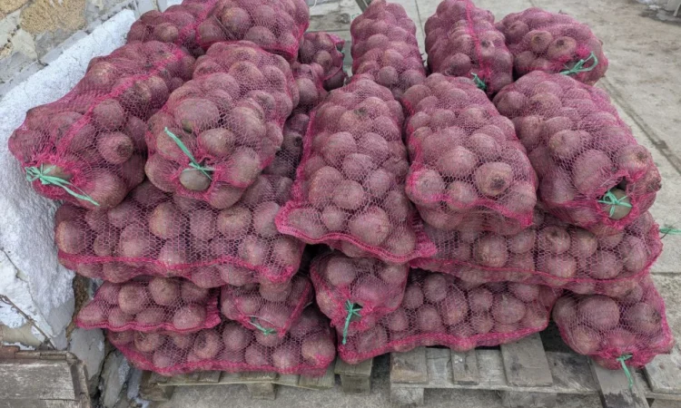 Продаж столового буряка діаметром 6-8 см - фото № 4