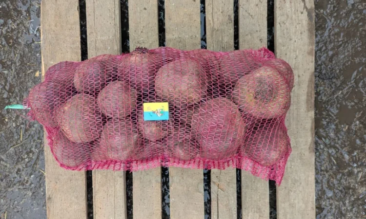 Куплю столовий буряк діаметром 10+ см - фото № 1