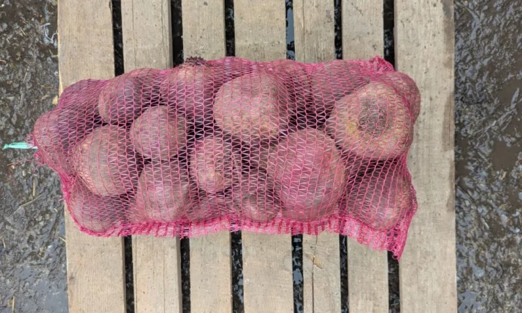 Куплю столовий буряк діаметром 10+ см - фото № 2