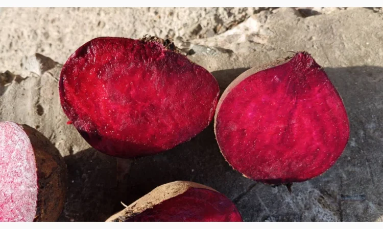 Продам буряк столовый RODITTI - фото № 3