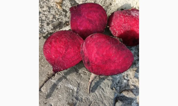 Продам буряк столовый RODITTI - фото № 1