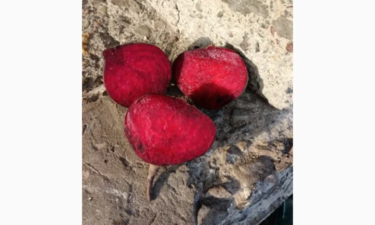 Продам буряк столовый RODITTI - фото № 2