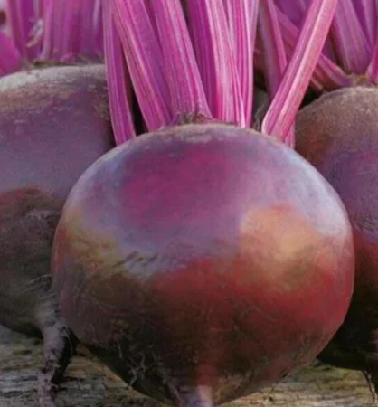 Куплю Буряк столовий Пабло - фото № 1