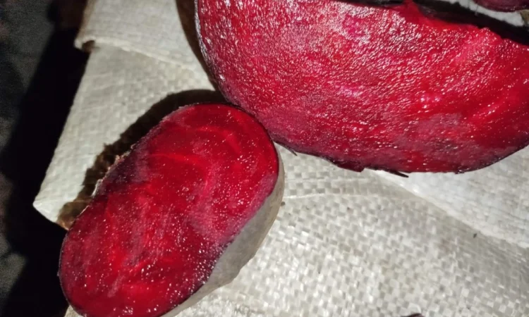 Покупка буряка столового на постоянной основе - фото № 4