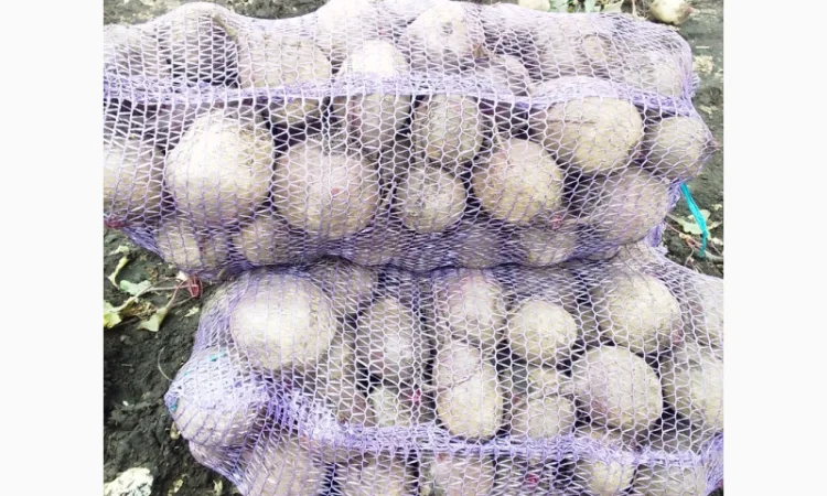 Продаж буряка сорту Пабло - фото № 1