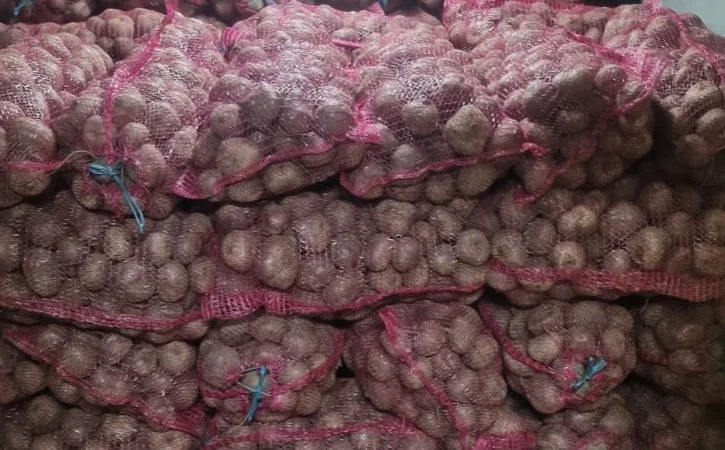 Продаж столового буряка сорту Водан - фото № 1