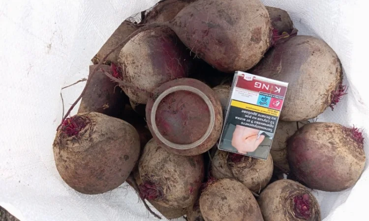 Продаж буряка столового Монті - фото № 1