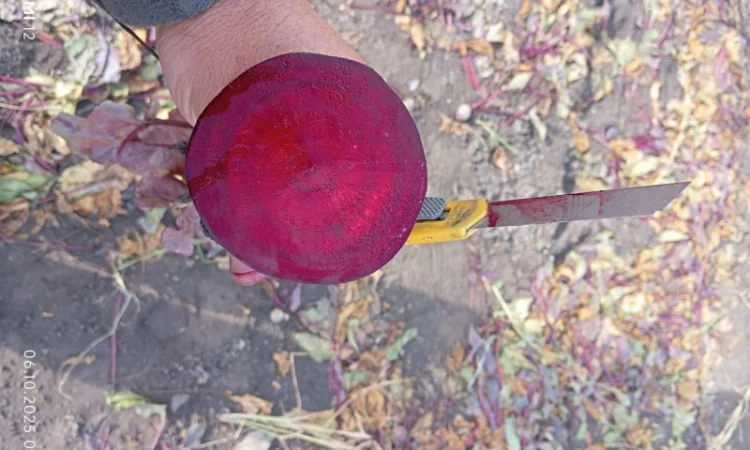 Продаж буряка столового Монті - фото № 9