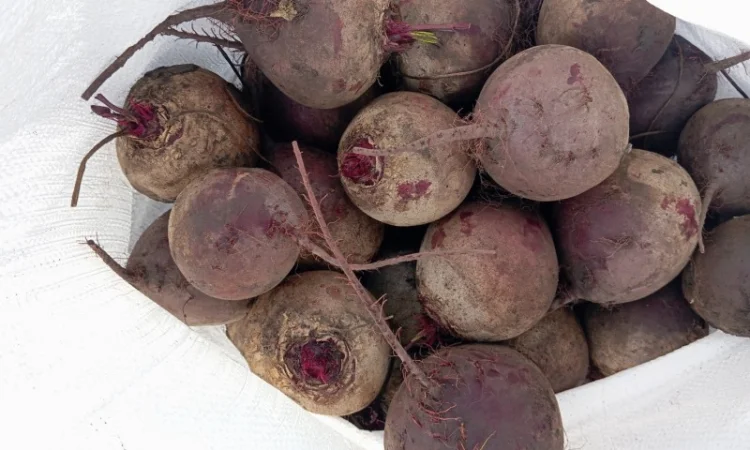 Продаж буряка столового Монті - фото № 3