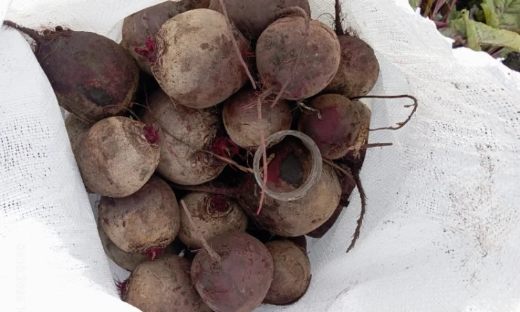 Продаж буряка столового Монті - фото № 4
