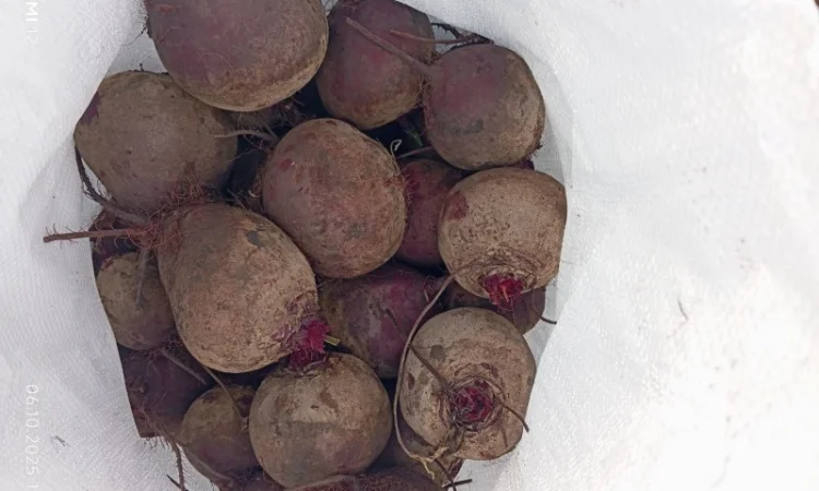 Продаж буряка столового Монті - фото № 5