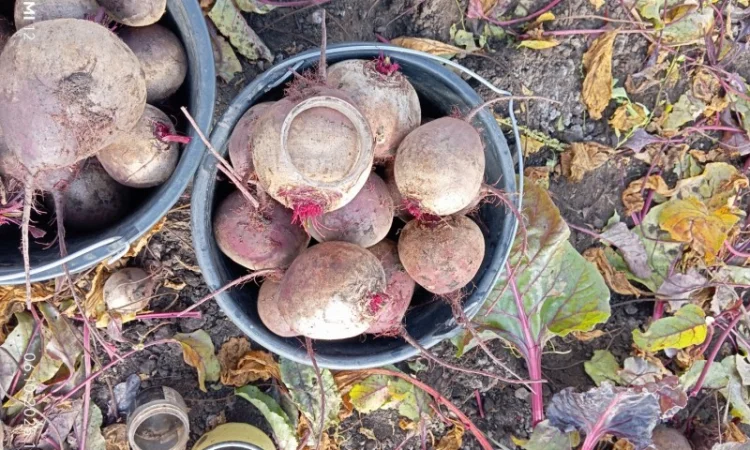 Продаж буряка столового Монті - фото № 6