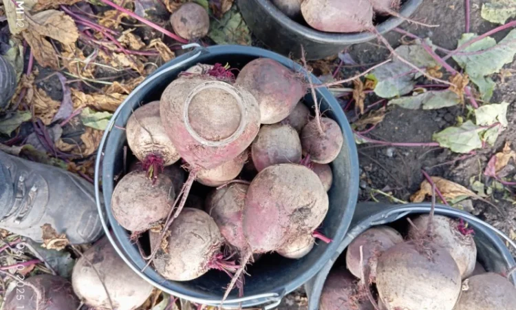 Продаж буряка столового Монті - фото № 7