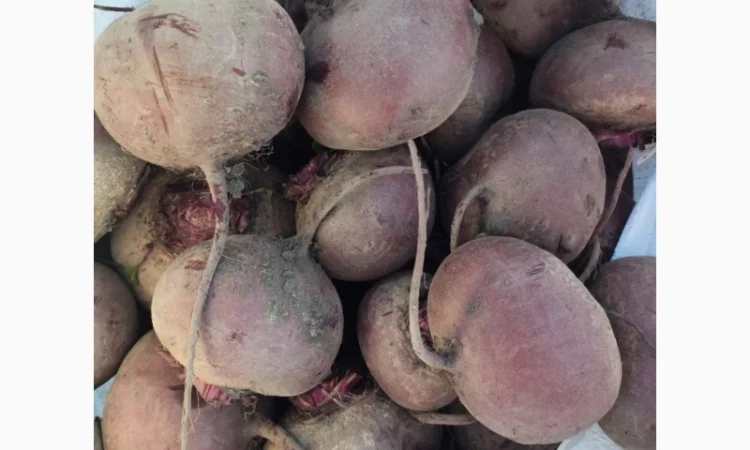 Продаж буряка сорту Зеппо - фото № 1