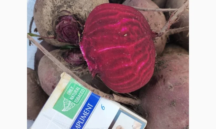 Продаж буряка сорту Зеппо - фото № 5