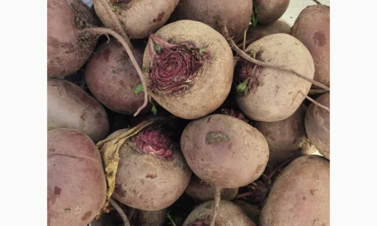 Продаж буряка сорту Зеппо - фото № 2