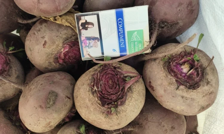 Продаж буряка сорту Зеппо - фото № 3