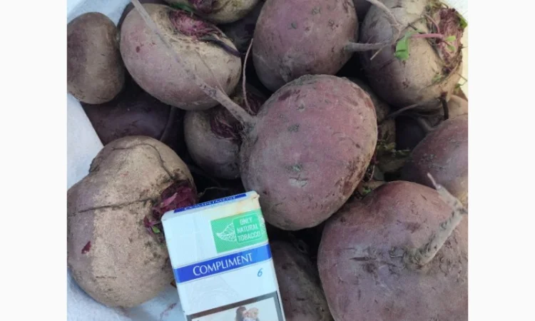 Продаж буряка сорту Зеппо - фото № 4