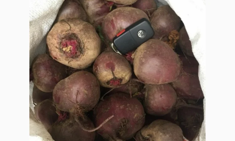 Продажа свеклы Пабло и Детроит оптом - фото № 2