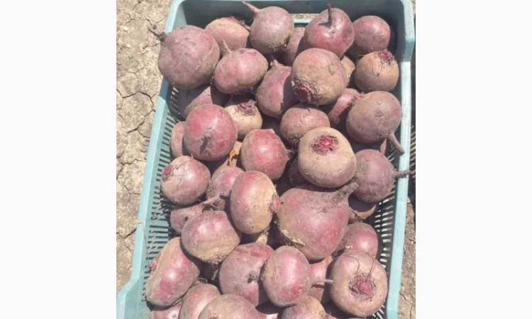 Продажа Буряк сортов ВоданF1, ПаблоF1, БоханF1 - фото № 1